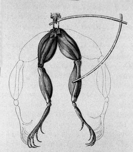 Illustration von Experimenten von Luigi Galvani, italienischer Physiker und Arzt (1737 - 1798), die den Durchgang von elektrischem Strom erklären, der die Beine eines Frosches bewegt