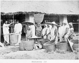 Teernte in Indien: Indische Bauern wiegen Tee
