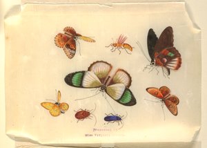 Insekten