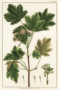 Italienischer Ahorn, Acer opalus