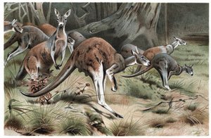 Känguru - Gravur aus „Brehms Tierleben“ von Alfred Edmund Brehm