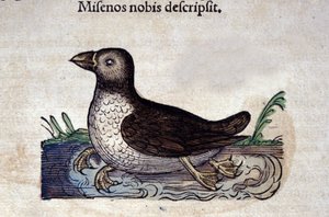 Der Meeresvogel in Historia Animalium von Conrad Gesner (1516 - 1565), Tiguri