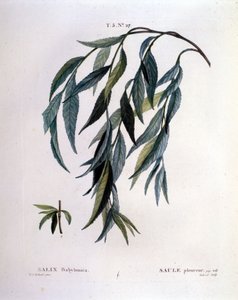 Blatt der Trauerweide (Salix babylonica)
