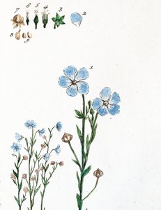 Leinen von Unknown artist