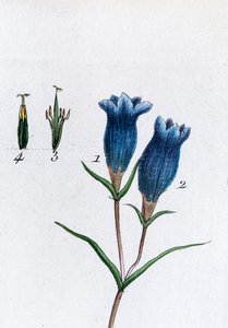 Kleine Enzian (Sumpfenzian) von Unknown artist