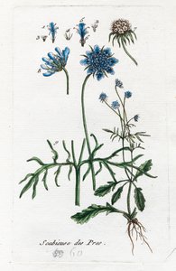 Wiesen-Witwenblume von Unknown artist