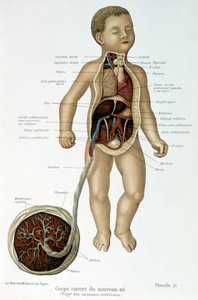 Medizin: Neugeborenes (im Brustbereich gehäutet) von Unknown artist