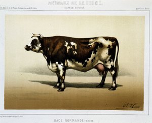Normannische Kuh