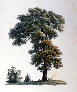 Eiche. Gravur Anfang des 19. Jahrhunderts