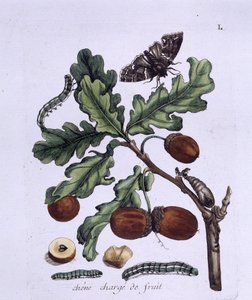 Eichenfrucht: Eicheln, Schmetterlinge und Raupen von Unknown artist