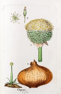 Zwiebel