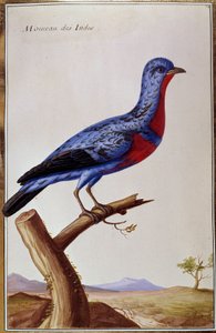 Ornithologie: ein Spatz aus den Indes von Unknown artist