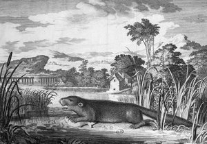 Otter - Gravur