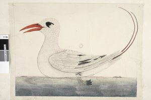 Seite 100. Phaeton Rotschwanz-Tropikvogel Phaethon rubricauda, 1791-92 von Unknown artist