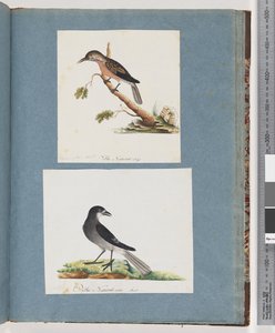 Seite 103. Unidentifizierter Vogel. Honigfresser. 104. Unidentifizierter Vogel von Unknown artist