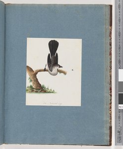 Seite 107. Unidentifizierter Vogel von Unknown artist