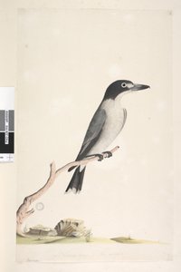 Seite 10. Vanga. unten in der Mitte in anderer Hand Natürliche Größe, Iris zweifelhaft Grauer Metzger, Vogel Cracticus torquatis männlich, 1791-92 von Unknown artist