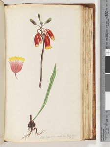 Seite 110. Blandfordia nobilis Exot. Bot / t. 4. Weihnachtsglocke