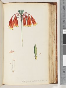 Blandfordia nobilis Exot. Bot. t. 4. Weihnachtsglocke von Unknown artist