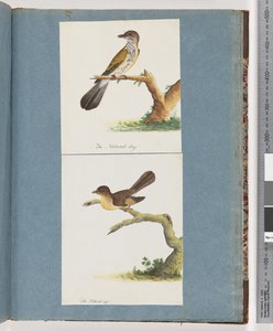 Seite 111. Unbekannter Vogel. 112. Unbekannter Vogel von Unknown artist