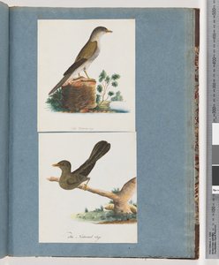 Seite 115. Unidentifizierter Vogel. 116. Glocken-Miner von Unknown artist