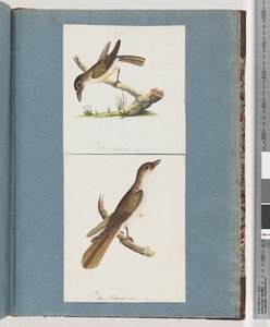 Seite 117. Unidentifizierter Vogel. 118. Unidentifizierter Vogel von Unknown artist