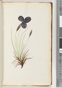 Seite 11. Pattersonia