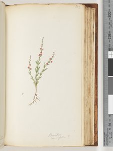 Seite 122. Baeckea densifolia, möglicherweise