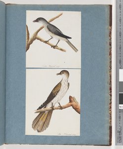 Seite 127. Unbekannter Vogel. 128. Unbekannter Vogel von Unknown artist