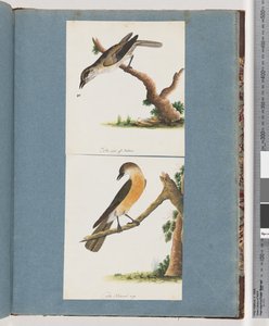 Seite 133. Unidentifizierter Vogel. 134. Unidentifizierter Vogel von Unknown artist
