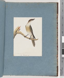 Seite 137. Unbekannter Vogel, möglicherweise der Harmonic Thrush von Unknown artist
