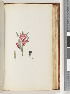 Seite 139. Unbenannte Blütenpflanze von Unknown artist