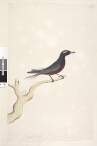 Seite 13. Ocypterus. über dem Titel in anderer Hand Dezember. Natürliche Größe Weißbrauen-Schwalbenstar Artamus superciliosus, männlich, 1791-92 von Unknown artist