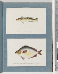 Seite 13. Unidentifizierter Fisch. 14. Unidentifizierter Fisch von Unknown artist