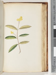 Seite 140. Unbekannte Blume, Oktober 1794 von Unknown artist
