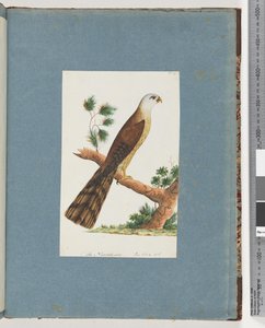 Seite 141. Unidentifizierter Vogel von Unknown artist
