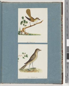 Seite 142. Unidentifizierter Vogel. 143. Unidentifizierter Vogel von Unknown artist