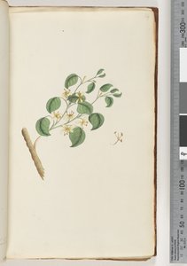 Seite 14. Unidentifizierte Pflanze