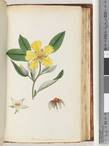 Seite 154. Hibbertia volubilis / Andrews Guinea Flower von Unknown artist
