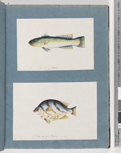 Seite 15. Unbekannter Fisch 16. Unbekannter Fisch