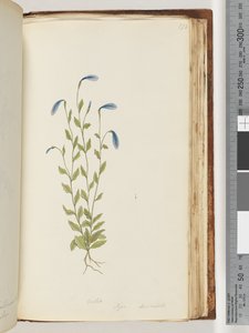 Seite 173. Veilchen. Pigia, Decandolli von Unknown artist