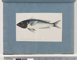 Seite 17. Unidentifizierter Fisch