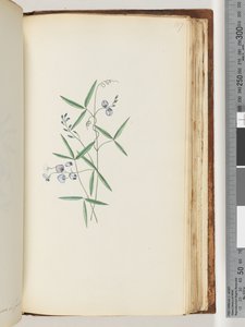 Seite 187. Unidentifizierte Pflanze