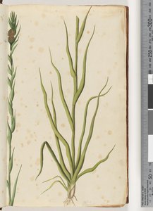 Seite 1. Philydrum lanuginosum