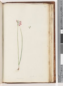 Seite 210. Arethusa certe? / Caladenia von Unknown artist
