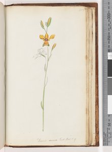 Seite 213. Diuris aurea. Exot. Bot. t. 9. Goldene Esel-Orchidee