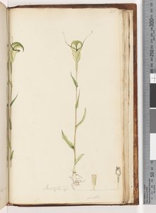 Seite 215. Pterostylis op / viridis