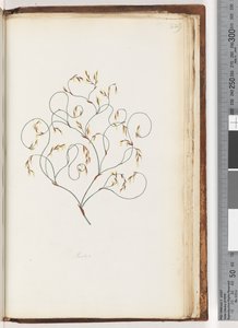 Seite 229. Restio von Unknown artist