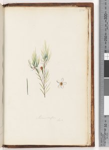 Seite 254. Ricinocarpus / ??
