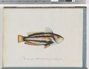 Seite 25. Unidentifizierter Fisch von Unknown artist